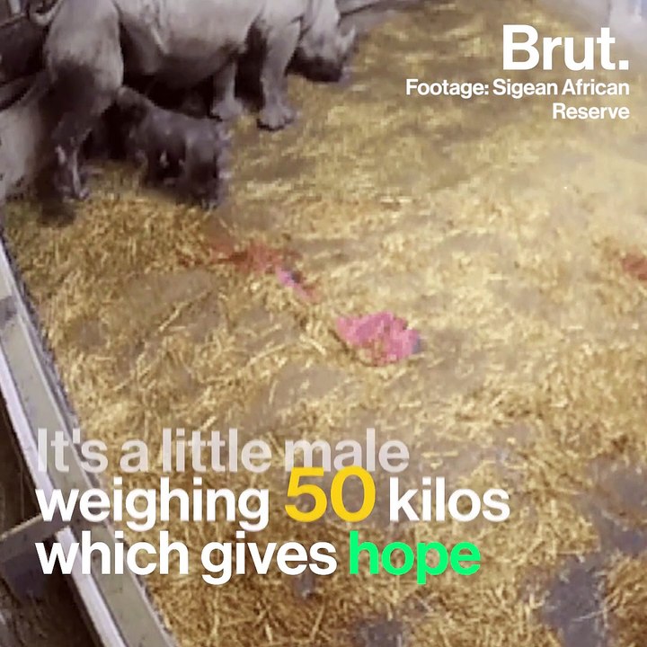 White rhino gives birth in France