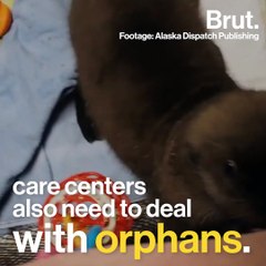 Hundreds of sea otter are found dead