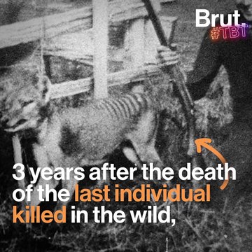 #TBT: The tragic death of the Tasmanian tigers