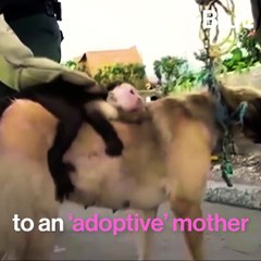A capuchin monkey adopted by a dog