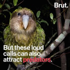 A ray of hope for the world's heaviest parrot