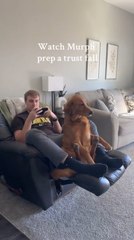 Golden Retriever's Trust Fall Ends in Pets
