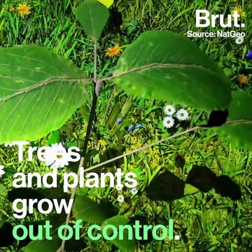 What would happen to Earth if humans suddenly disappeared ?