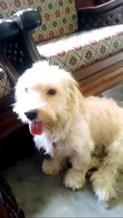 Buddy the grown up dog