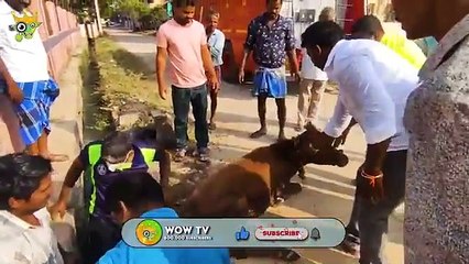 Animals That Asked People for Help and Kindness Caught on Camera