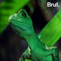 Some lizards can run on water