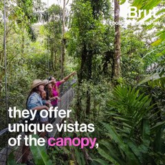 Hanging bridges in Costa Rica's canopy