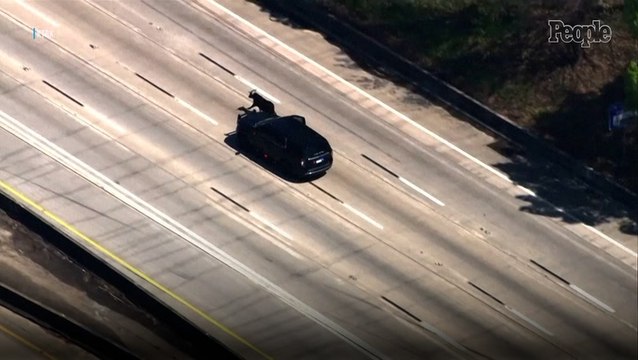 Only in Texas! Cows and Bulls Escape Trailer, Cause Traffic Chaos on Houston Freeway