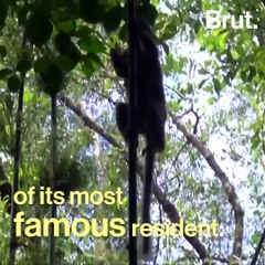 Madagascar's famous lemurs soon to go extinct?