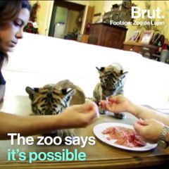 Are the animals in Lujan's zoo on drugs ?