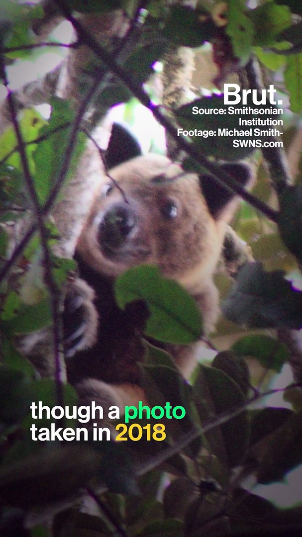 ⁣Meet the endangered tree-kangaroo