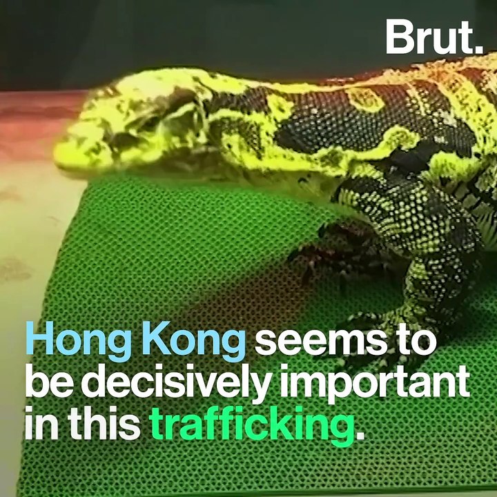 Hong Kong's decisive role in wildlife trafficking