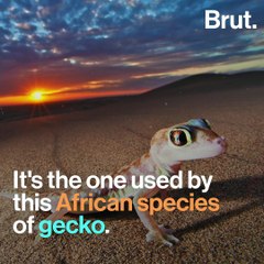 This gecko with huge eyes lives in the Namib Desert