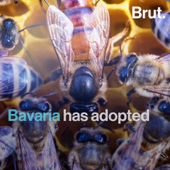 5 good news stories for the planet