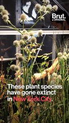 Bringing Back NYC's Extinct Plants