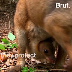 How marsupials are born