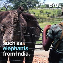 'Cocaine hippos' threaten ecosystems in Colombia