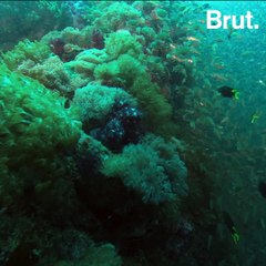 Australia: Diving through the remains of a shipwreck