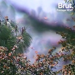 Monarch butterflies may go extinct