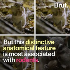 How do rodents store their food?