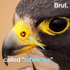 Why the peregrine falcon is the fastest animal in the world