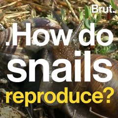 This is how snails reproduce
