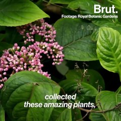 The Temperate House is the world's largest Victorian glasshouse