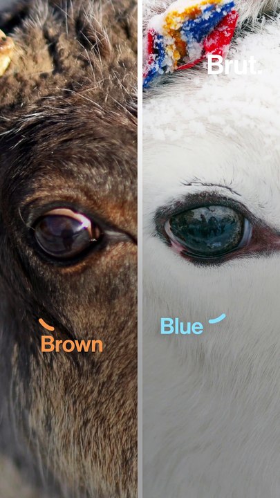 Why reindeer eyes change color over the course of the year