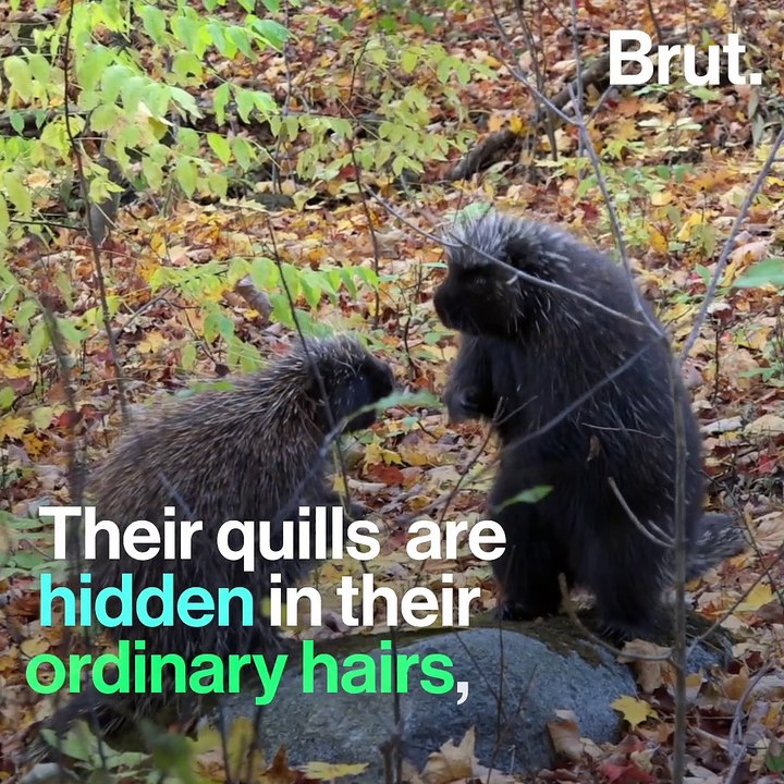 How do porcupines defend themselves?