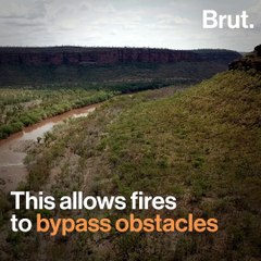 Meet the Australian birds spreading bushfires
