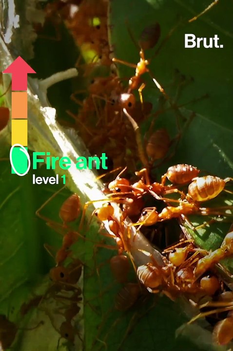 What is the most painful insect sting in the world?