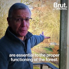 The close relationship between fungi and trees