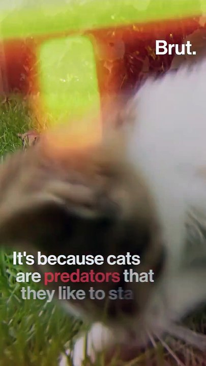 Why do cats have rough tongues?