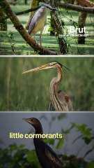 Discovering the Tra Su Forest