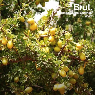 In southwestern Morocco, goats climb trees to eat