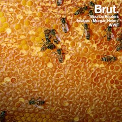 Slovenian Bee Paradise