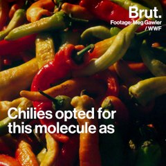 Why chilies are hot