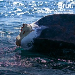 Fluker: a whale at death's door in the Mediterranean sea