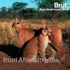 How do caracals use their ears?