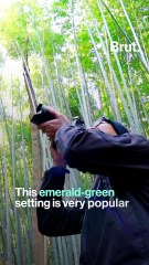 The Sagano Bamboo Forest, a magical experience in Kyōto