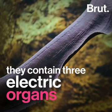 How the electric eel produces electricity