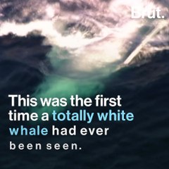 This white humpback whale is a popular icon in Australia