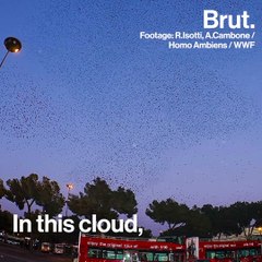 How birds synchronize their flight