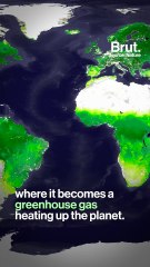 The farmer using cows as a way to reverse climate change