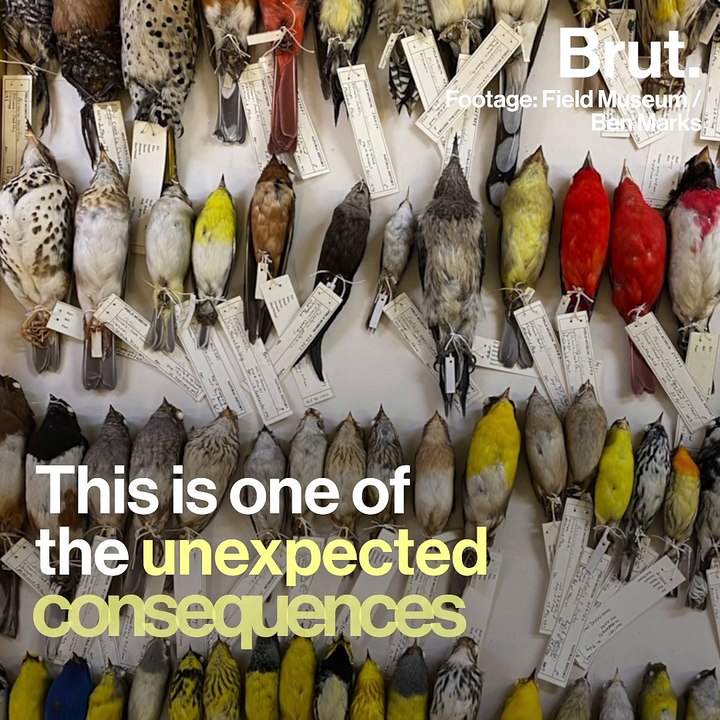 Birds are shrinking in size because of global warming