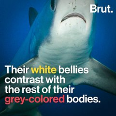 The thresher shark's impressive hunting method