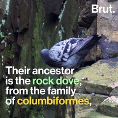 Where do pigeons come from?