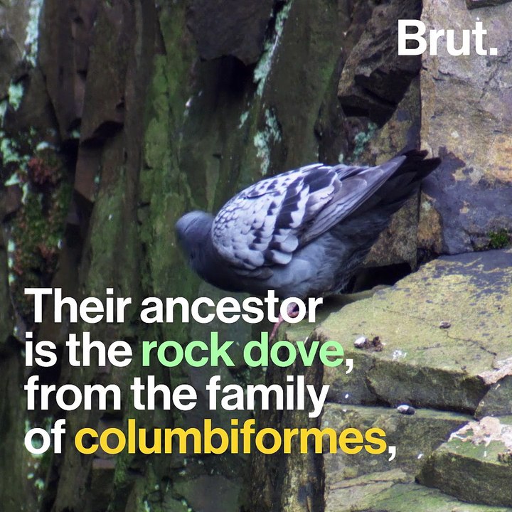 Where do pigeons come from?