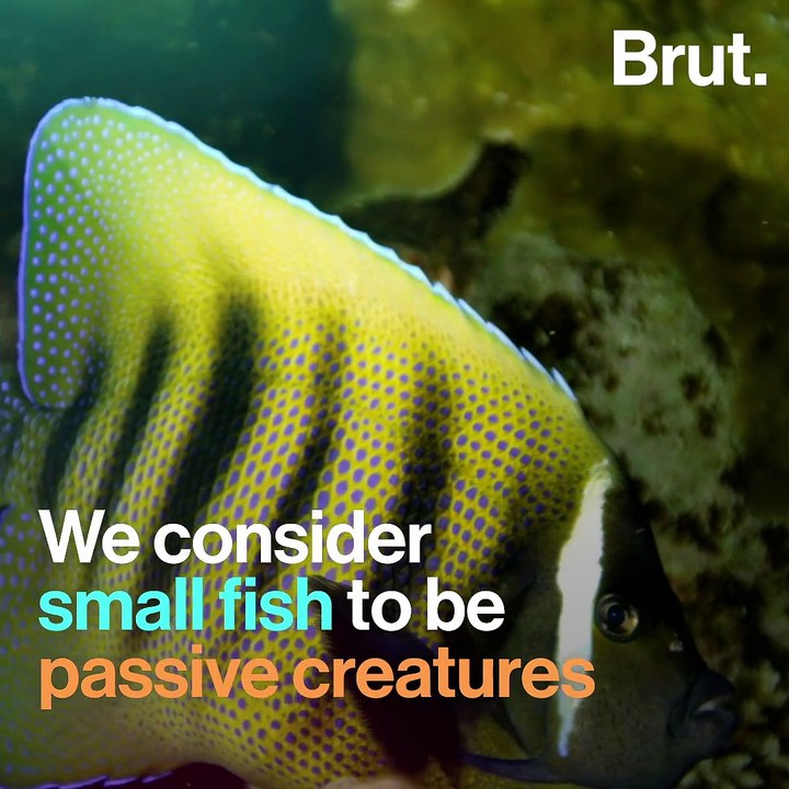 How archerfish catch their prey