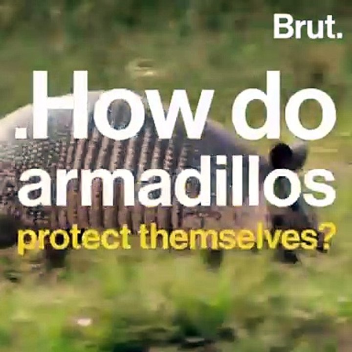 How do armadillos protect themselves?